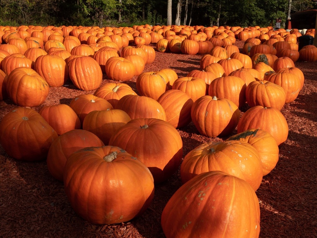 Burt's Pumpkin Farm