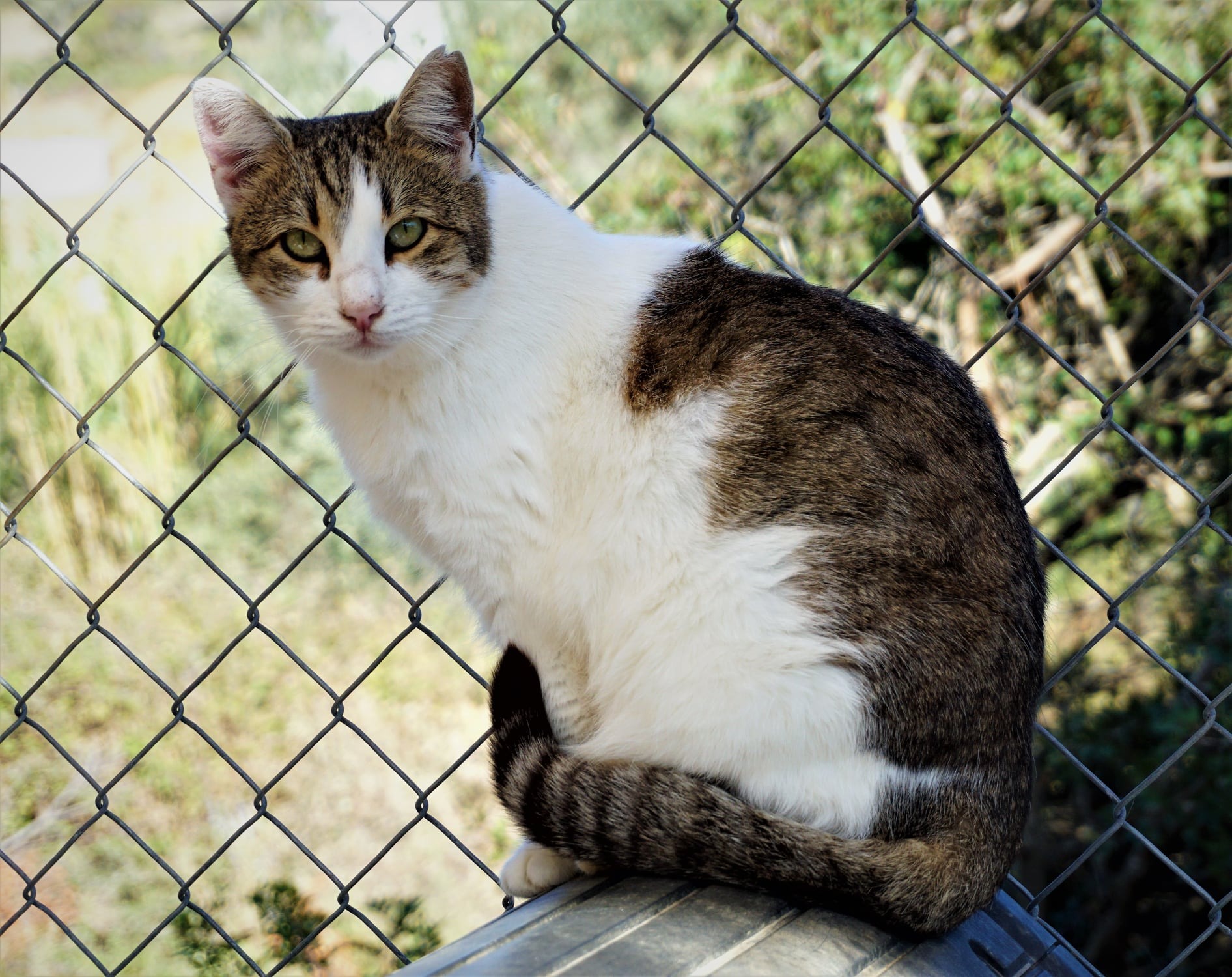 Cats on Skiathos Island