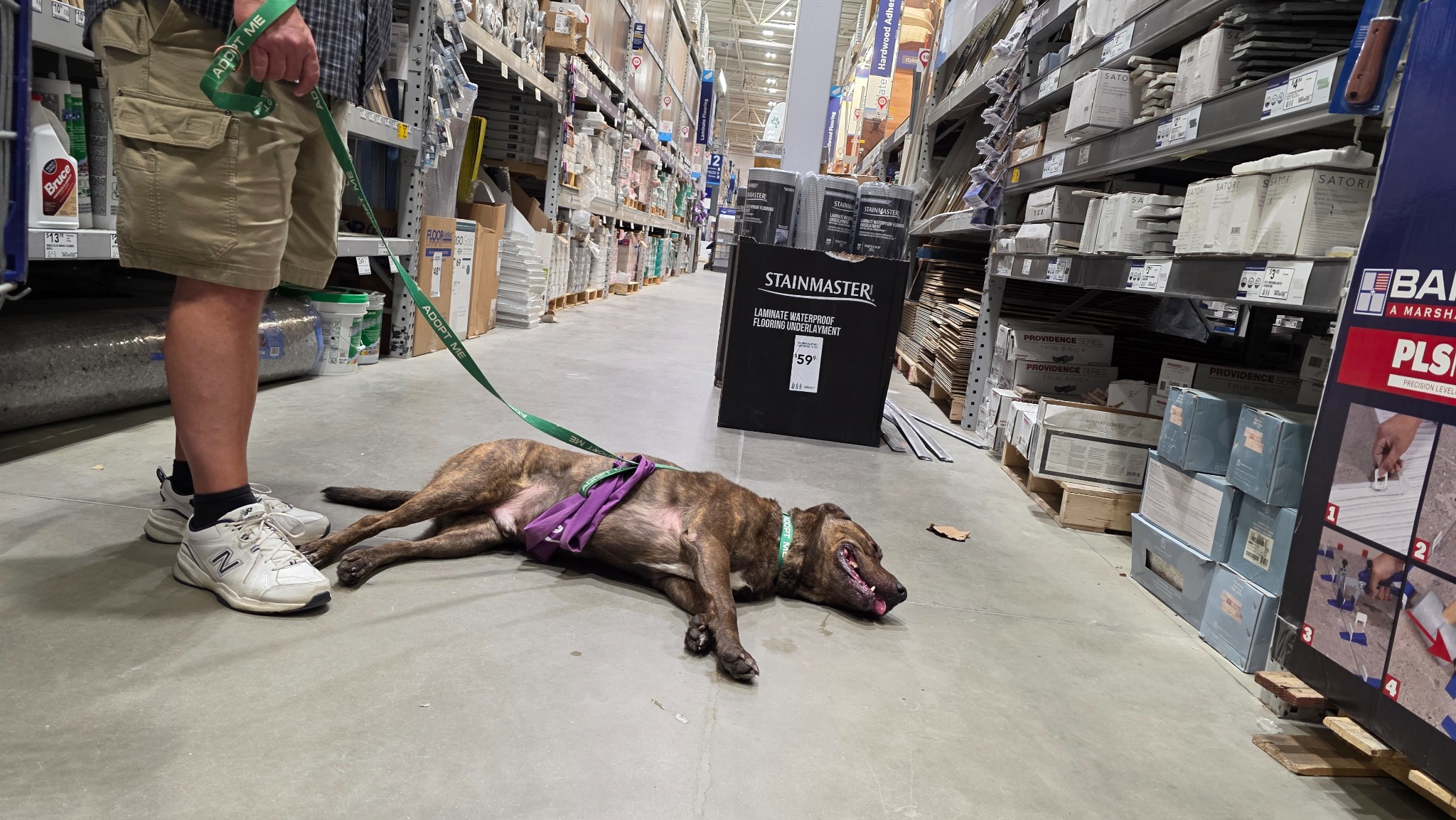 An Open Letter To Lincoln's Furrever Family: