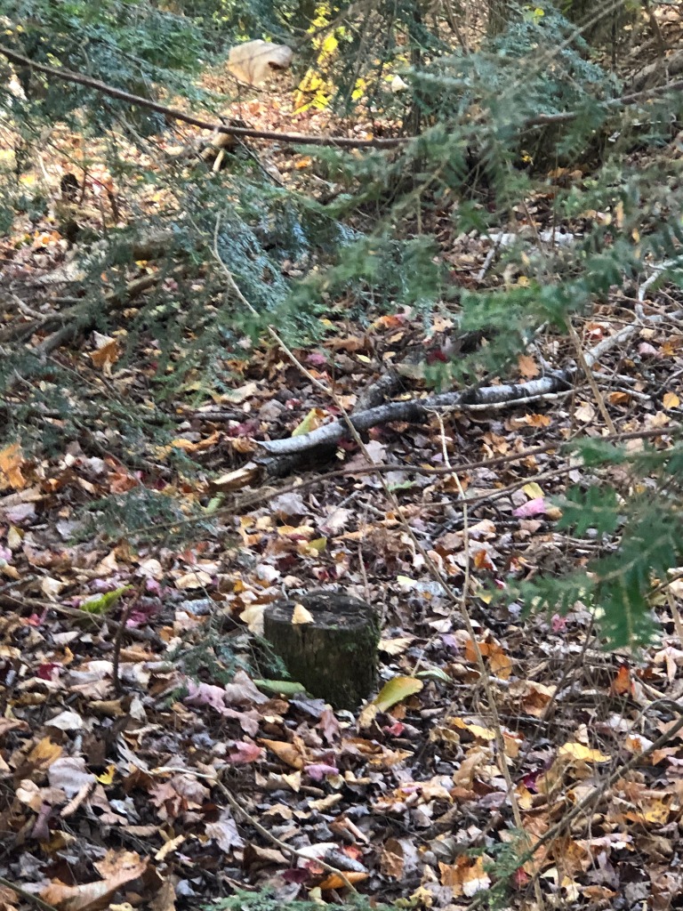 Campfires ~ How To Build A Success