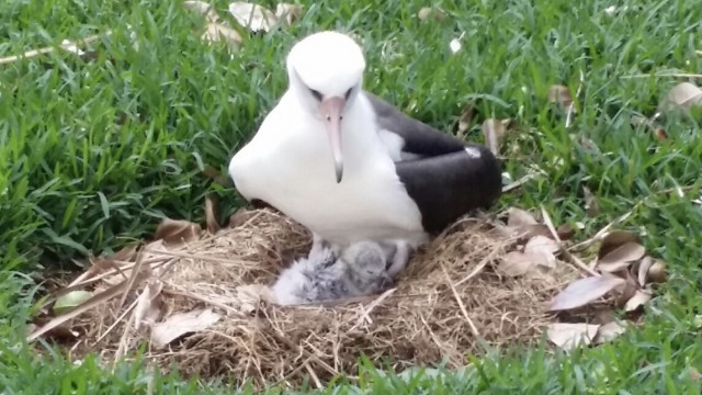 Introducing Pela – A Laysan Albatross on Kauai – Hawaii