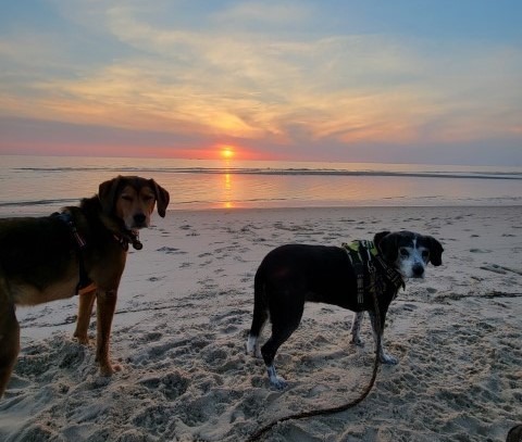 Beach Time Rules and Regs