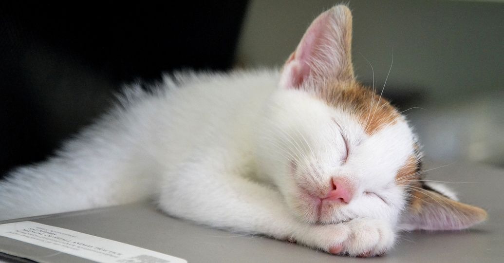 Cats on Skiathos Island