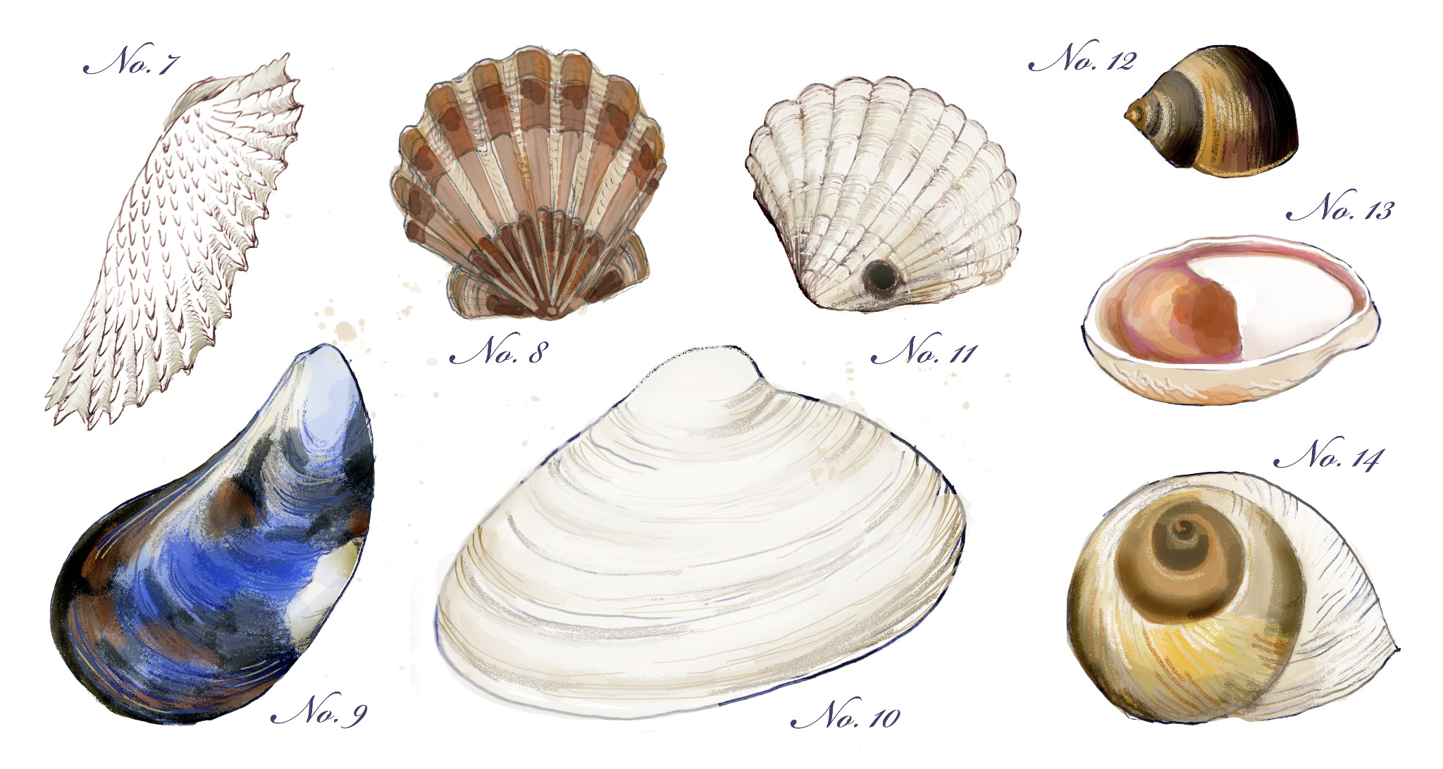 Beachcomber's Field Guide