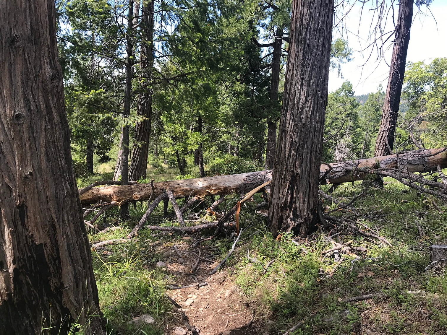 Stagecoach Trail (South Fork Consumnes River) - Part 1