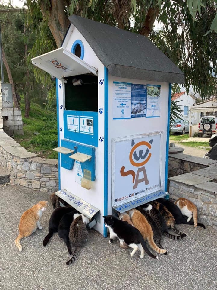 Cats on Skiathos Island