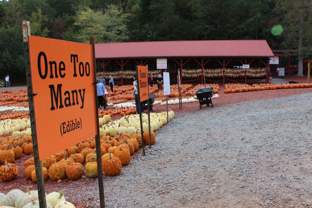 Burt's Pumpkin Farm