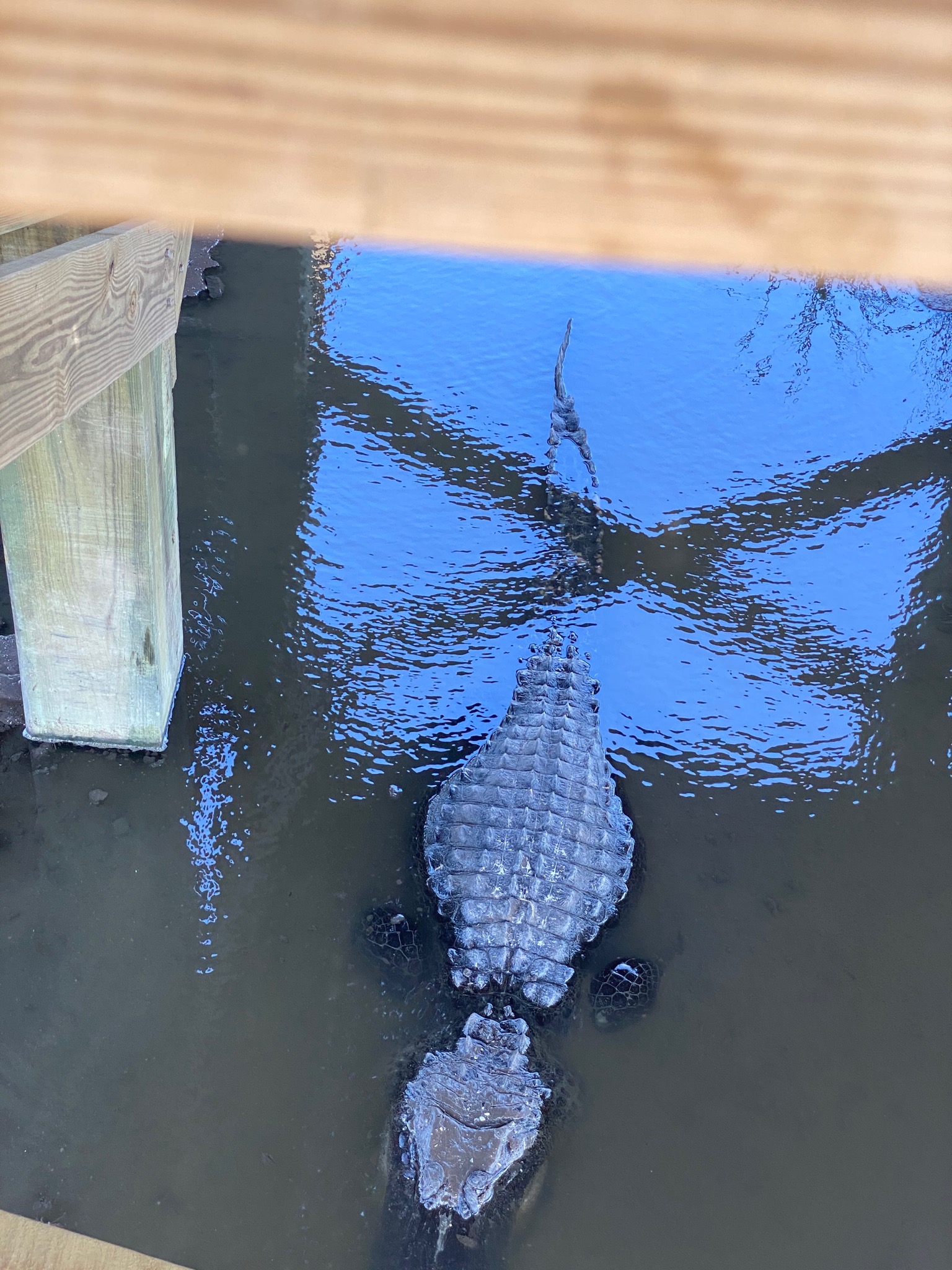 Leonabelle Turnbull Birding Center