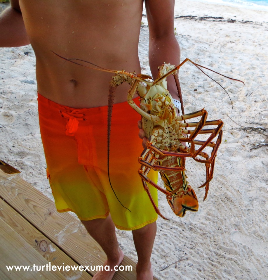 Lobster Season is Upon Us!