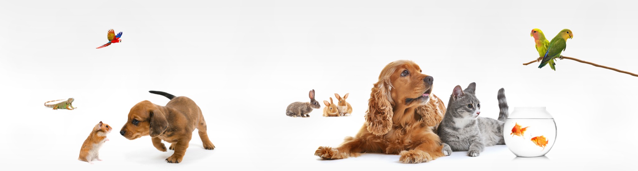 Pet Policy For Furnished Rentals Tx