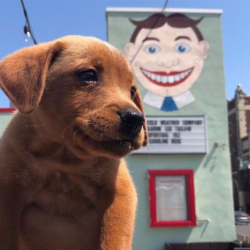 Yappy Hour at the Wonder Bar