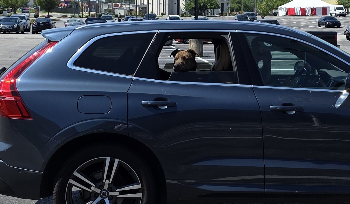 An Open Letter To Lincoln's Furrever Family: