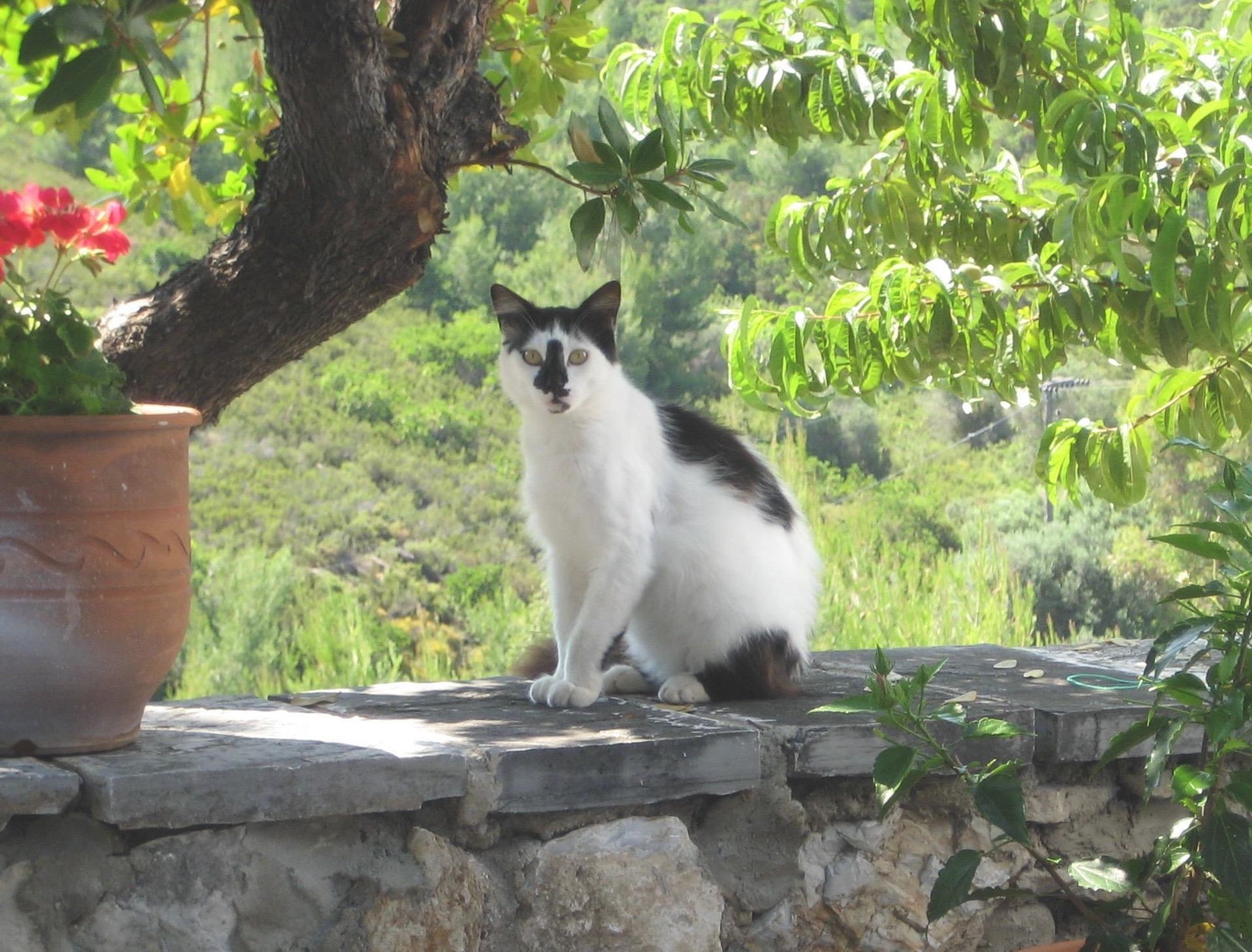 Cats on Skiathos Island