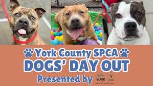 An Open Letter To Lincoln's Furrever Family: