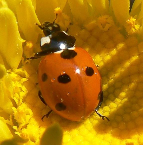 Christine profile picture