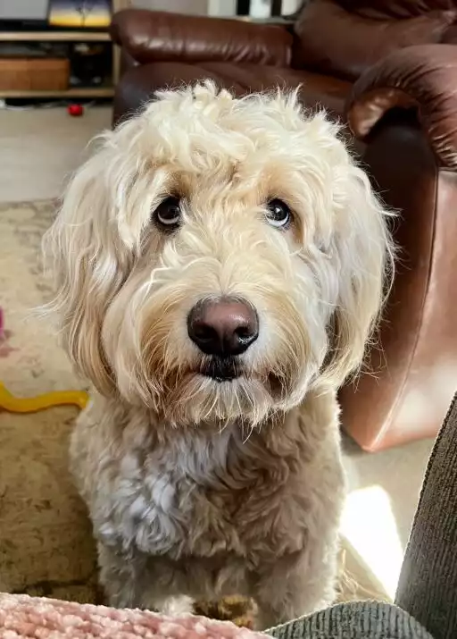 Randy profile picture