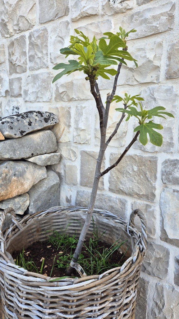 Hani profile picture