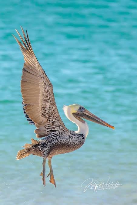 Pelican Emerald