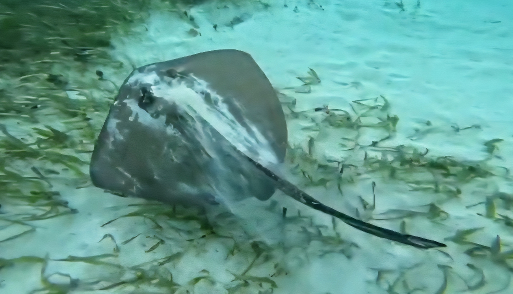 Cesar profile picture