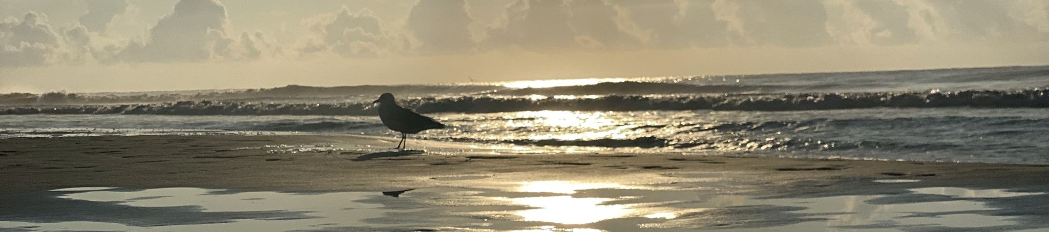 Destination Hilton Head LLC cover