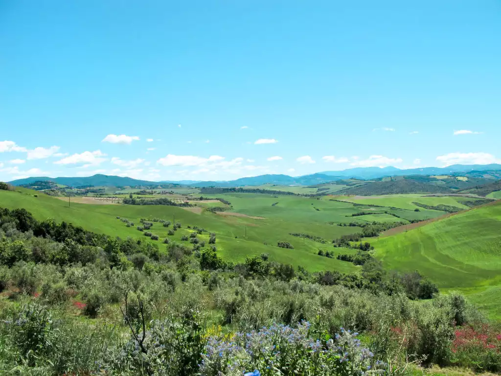 Pino di Sopra (CNC131) - Castelnuovo di Val di Cecina