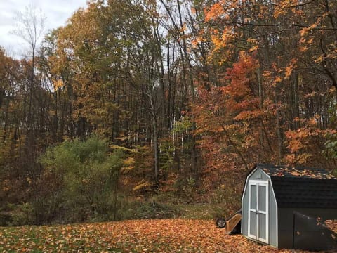 Woods view
