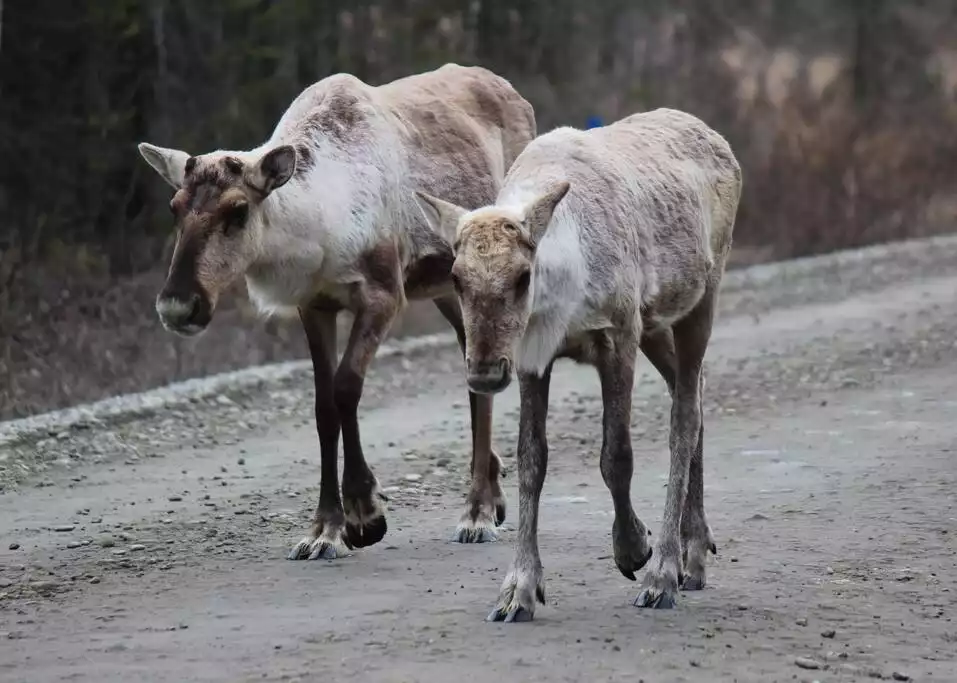 Caribou walking down our street!  They are a small protected herd on the Peninsula!
