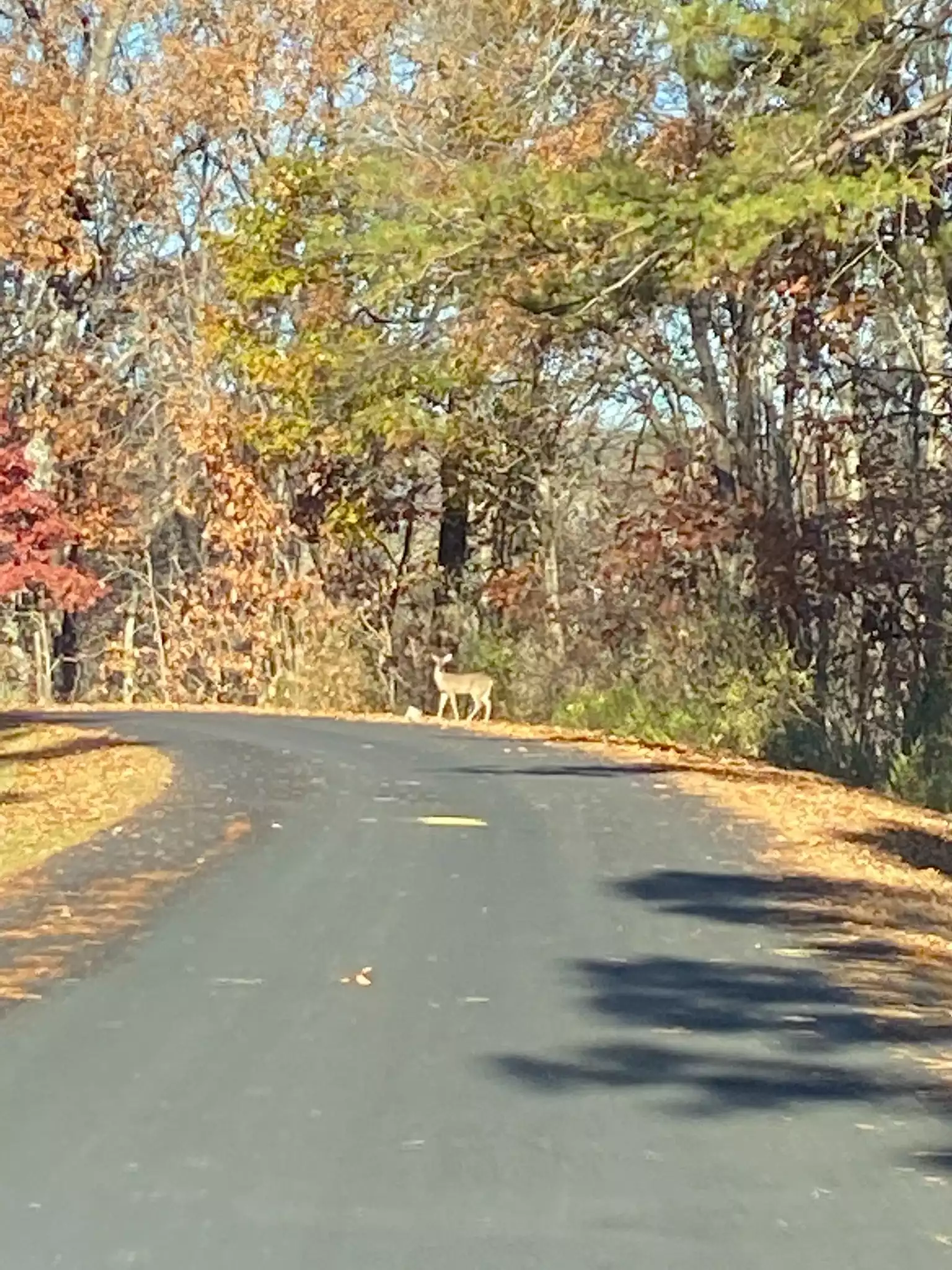 Deer down the road