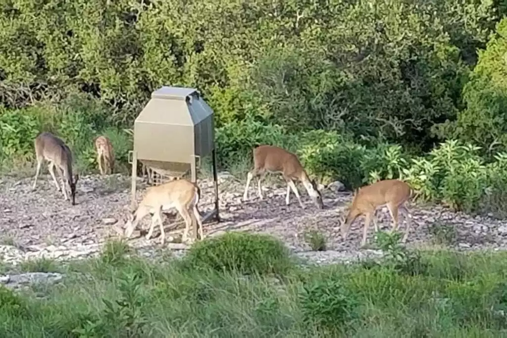 View of some of the wildlife you may see from the porch. - GWR-Private-AmazingHilltopView-HotTub-FirePit-Pool - Fredericksburg