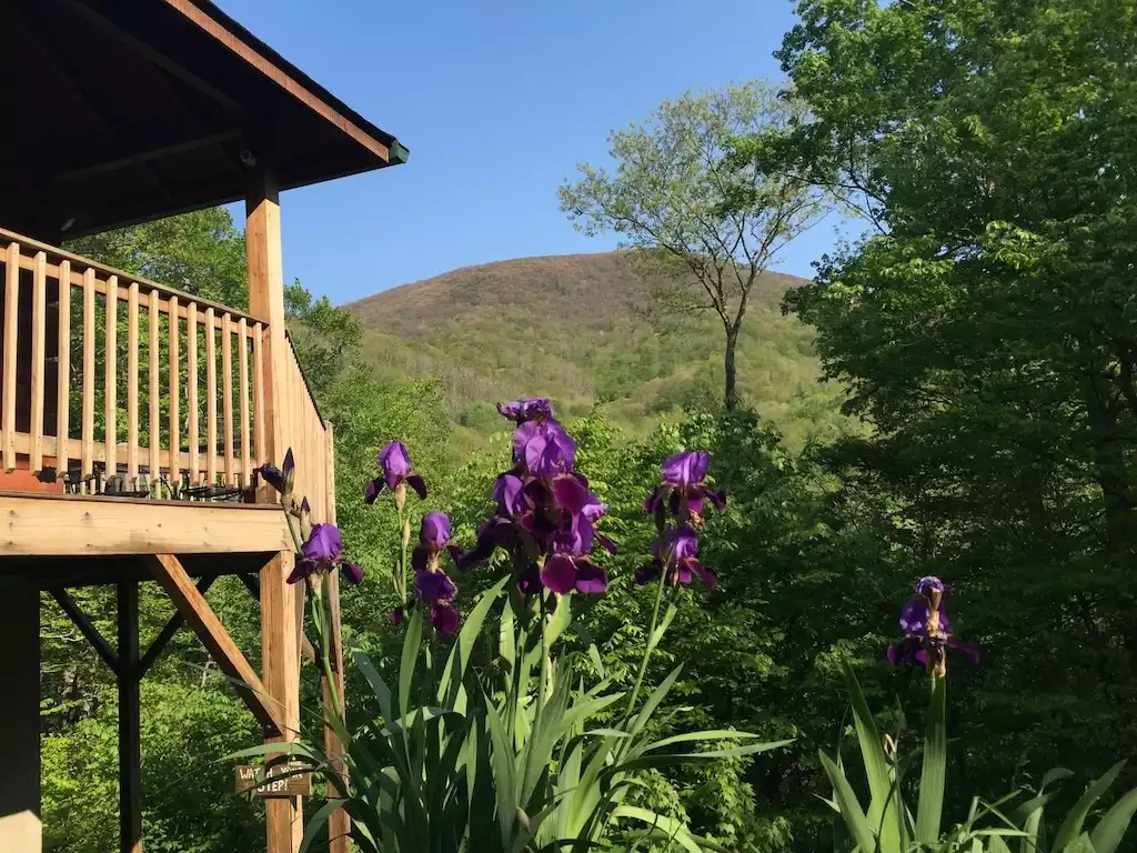 Spring Flowers  - Rich Summit View Cabin Rental  - Boone