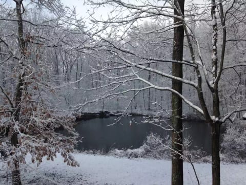 Winter pond view