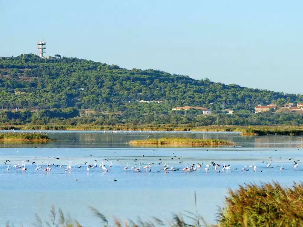 La Palme d'Or - Occitanie