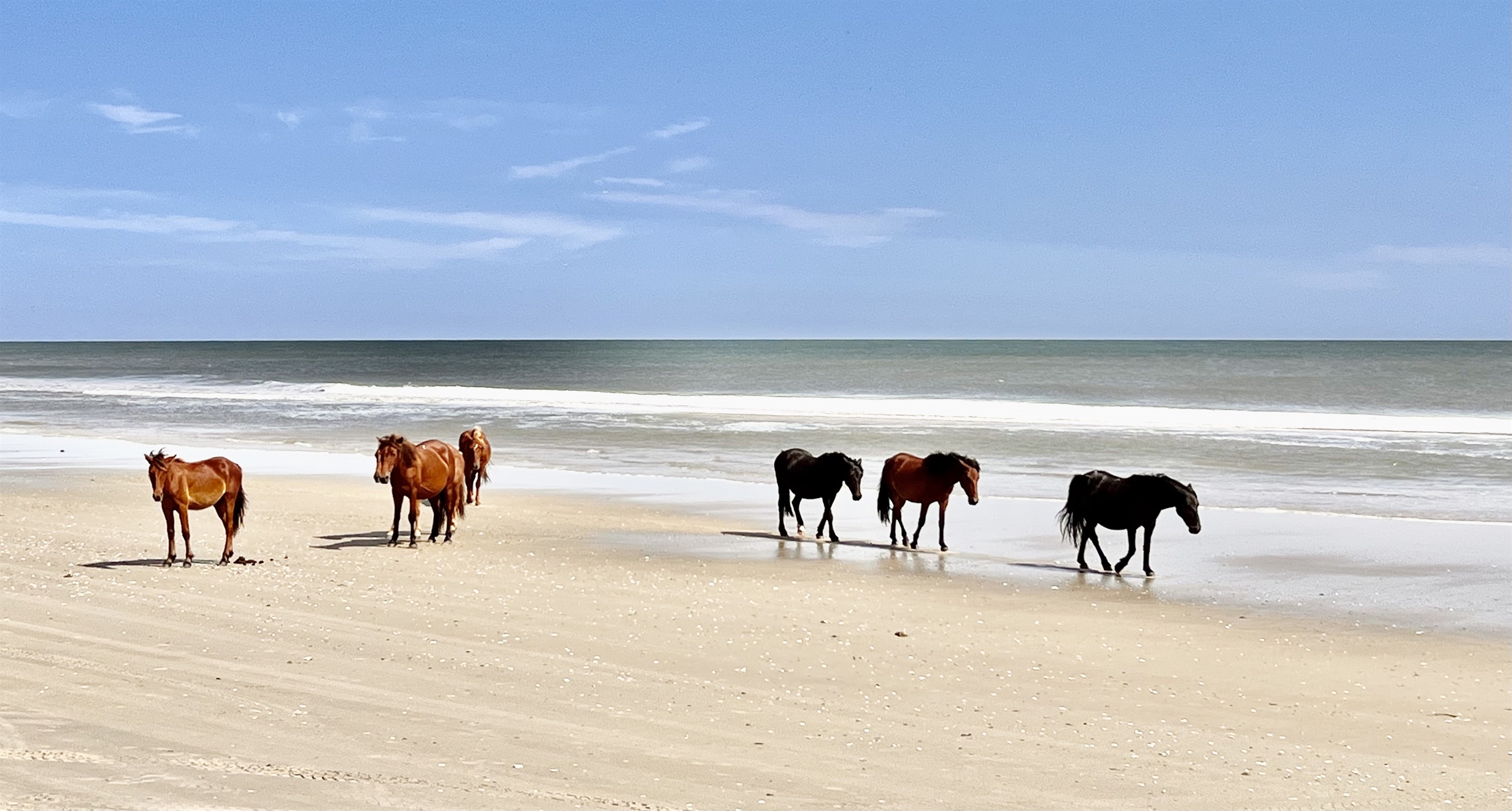 Wild Horses