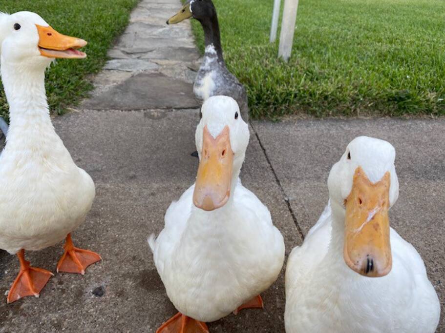 You may just get a visit from a few local friends...they can be a bit chatty sometimes! - Cottage on lake + bunkhouse, firepit, dock, EV plg - Kemp