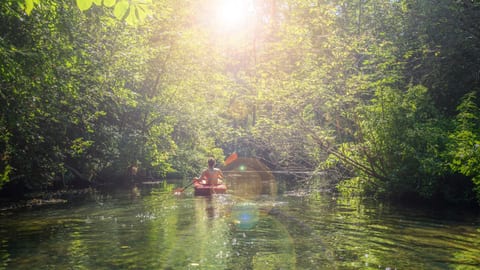 Escape into nature's embrace as you paddle along the serene river, surrounded by towering trees. Find solace and tranquility in the gentle rhythm of your kayak.