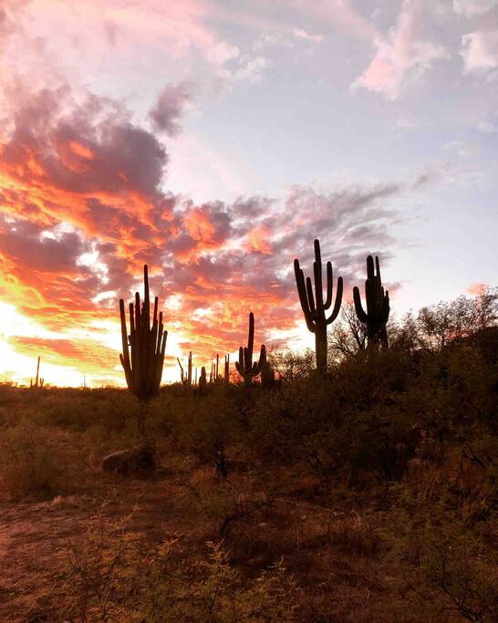 Catalina State Park - Happy Cactus-Repeat Guest  & Direct Booking Site - Oro Valley