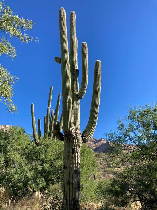 Happy Cactus: Repeat Guest /Direct Booking Site - Oro Valley Happy Cactus: Repeat Guest /Direct Booking Site - Oro Valley