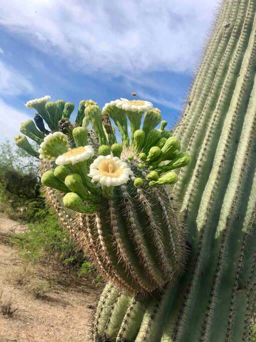 Happy Cactus: Repeat Guest /Direct Booking Site - Oro Valley Happy Cactus: Repeat Guest /Direct Booking Site - Oro Valley