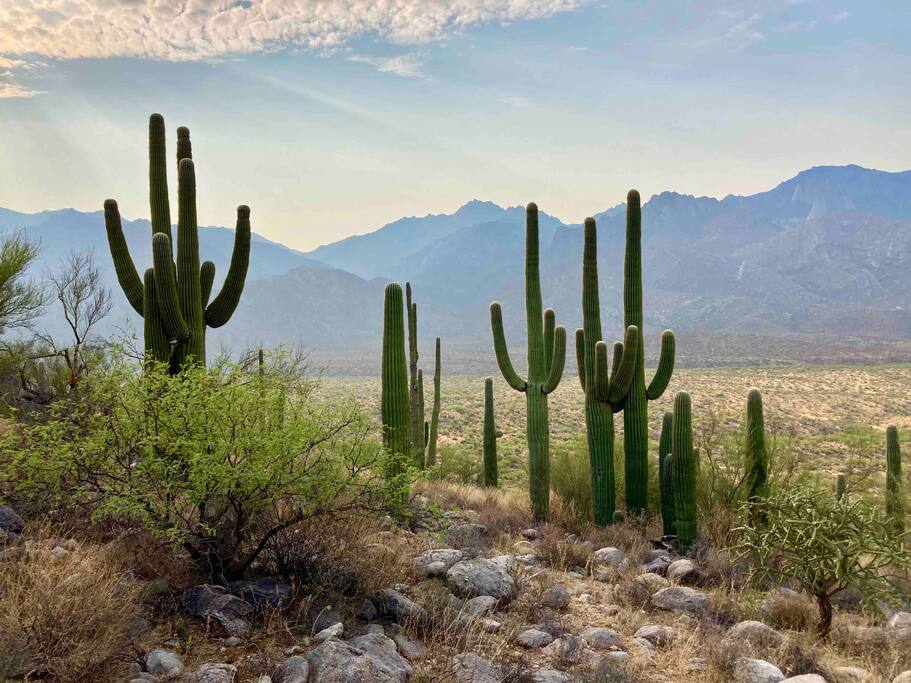 Happy Cactus: Repeat Guest /Direct Booking Site - Oro Valley Happy Cactus: Repeat Guest /Direct Booking Site - Oro Valley