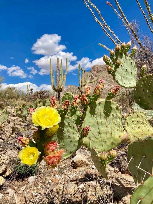 Linda Vista Hiking Trail Linda Vista Hiking Trail - Happy Cactus: Repeat Guest /Direct Booking Site - Oro Valley