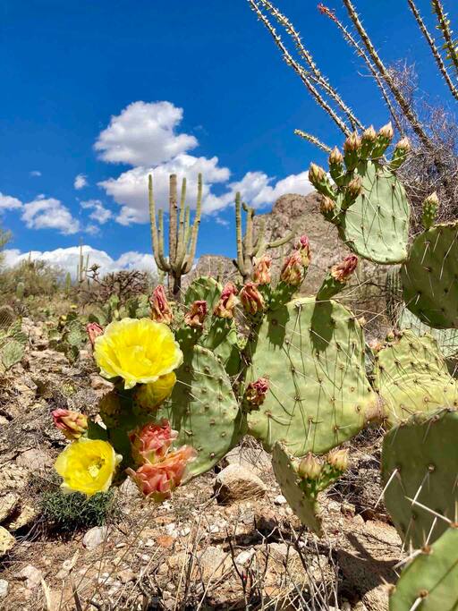 Linda Vista Hiking Trail - Happy Cactus-Repeat Guest  & Direct Booking Site - Oro Valley