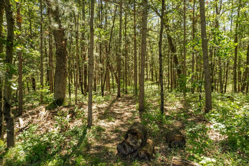 Trails (there are lots) spread out over the 6acres Trails (there are lots) spread out over the 6acres - Bear Cove Escape - Lyndon Station