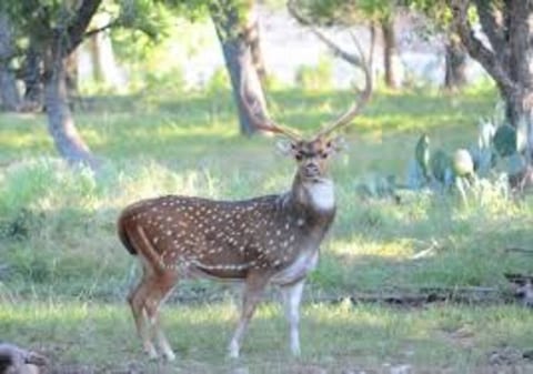 Enjoy lots of native and exotic wildlife