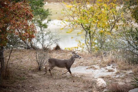 Medina River Nov 2020, enjoy long walks in the river and see the deer, ducks and egrets living in the river. Photo by Elizabeth, guest at La Hacienda Rio.