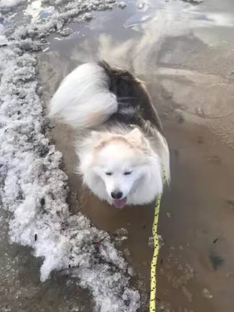 Dog Friendly
