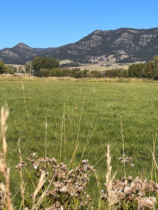 Bridger Canyon Beauty - Bozeman