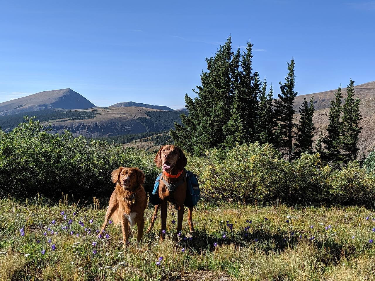 The Red dogs on the spectacular Pennsylvania mountain trail 1 mile from the cabin. 