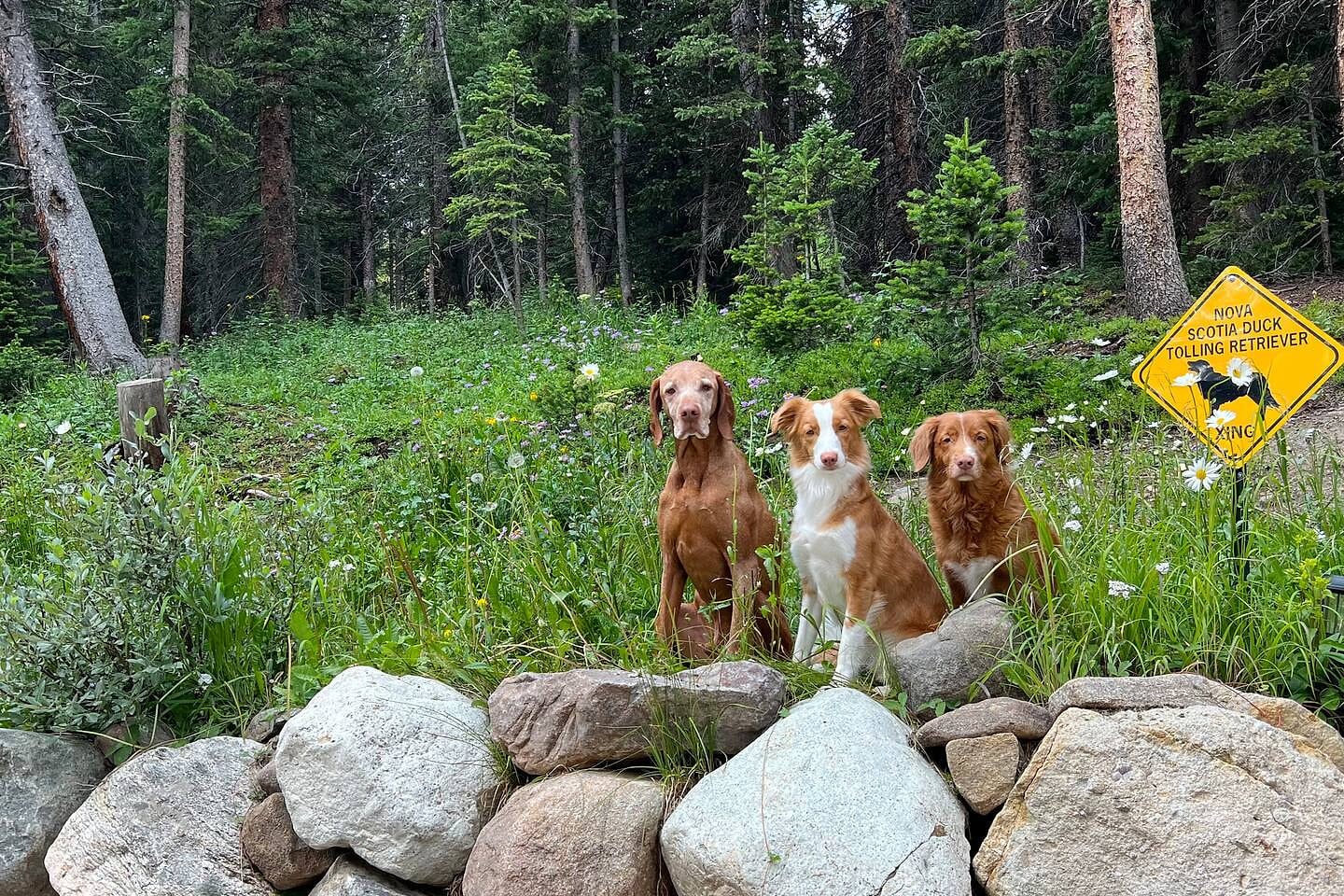 The Red Dog Cabin dogs, Chaz Tali and Spud. Bring your dogs, so they can have an adventure in the woods. Follow along their adventures @ Red Dog Cabin 11k, Fairplay, CO FB page
