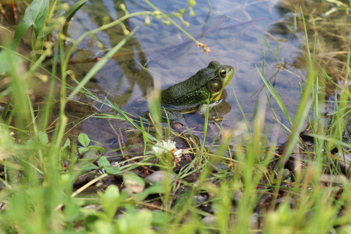 secluded-open-air-cabin-spring-fed-swimming-pond/