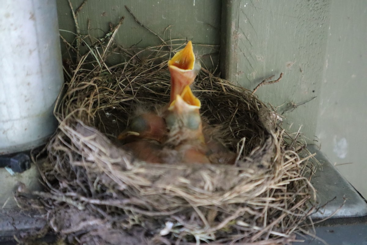 secluded-open-air-cabin-spring-fed-swimming-pond/